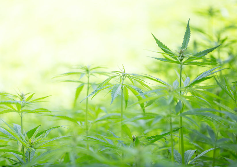 Cannabis Education